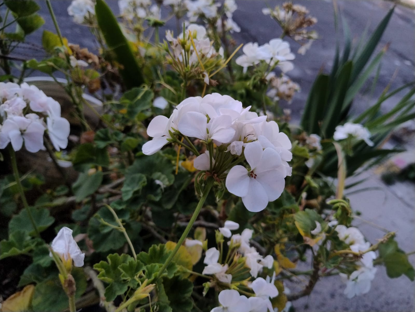 Flor blanca al atardecer